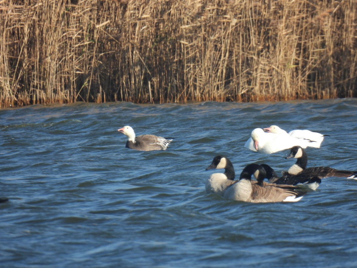 Snow Goose - ML398126661