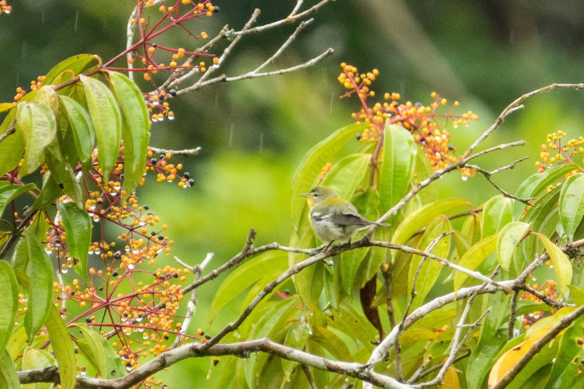 Northern Parula - ML39812751