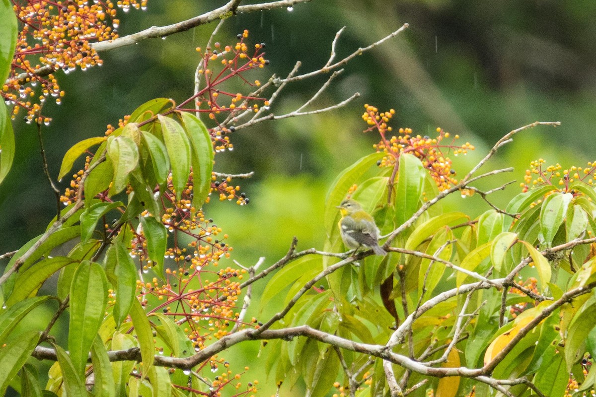 Northern Parula - ML39812761
