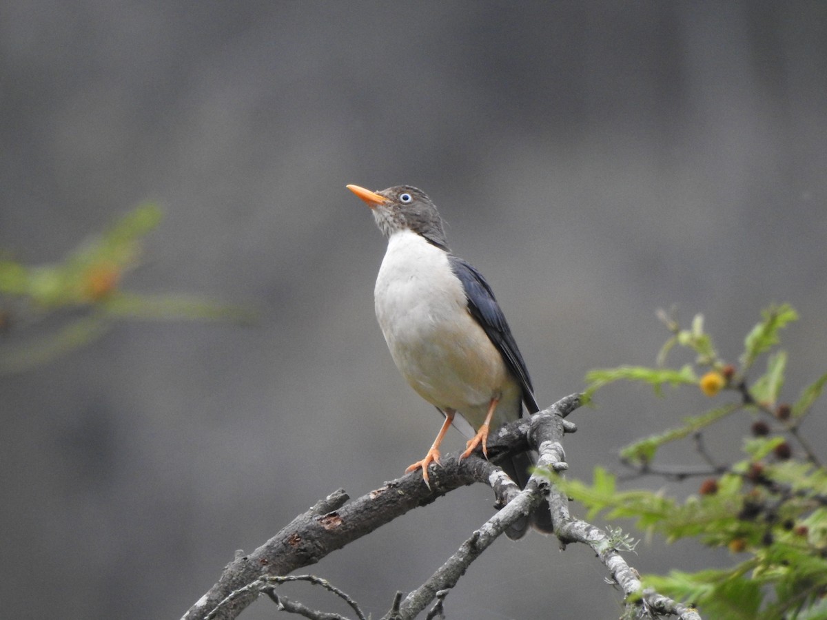 Plumbeous-backed Thrush - Michael Hurben