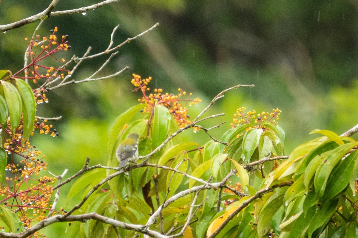 Northern Parula - ML39812791