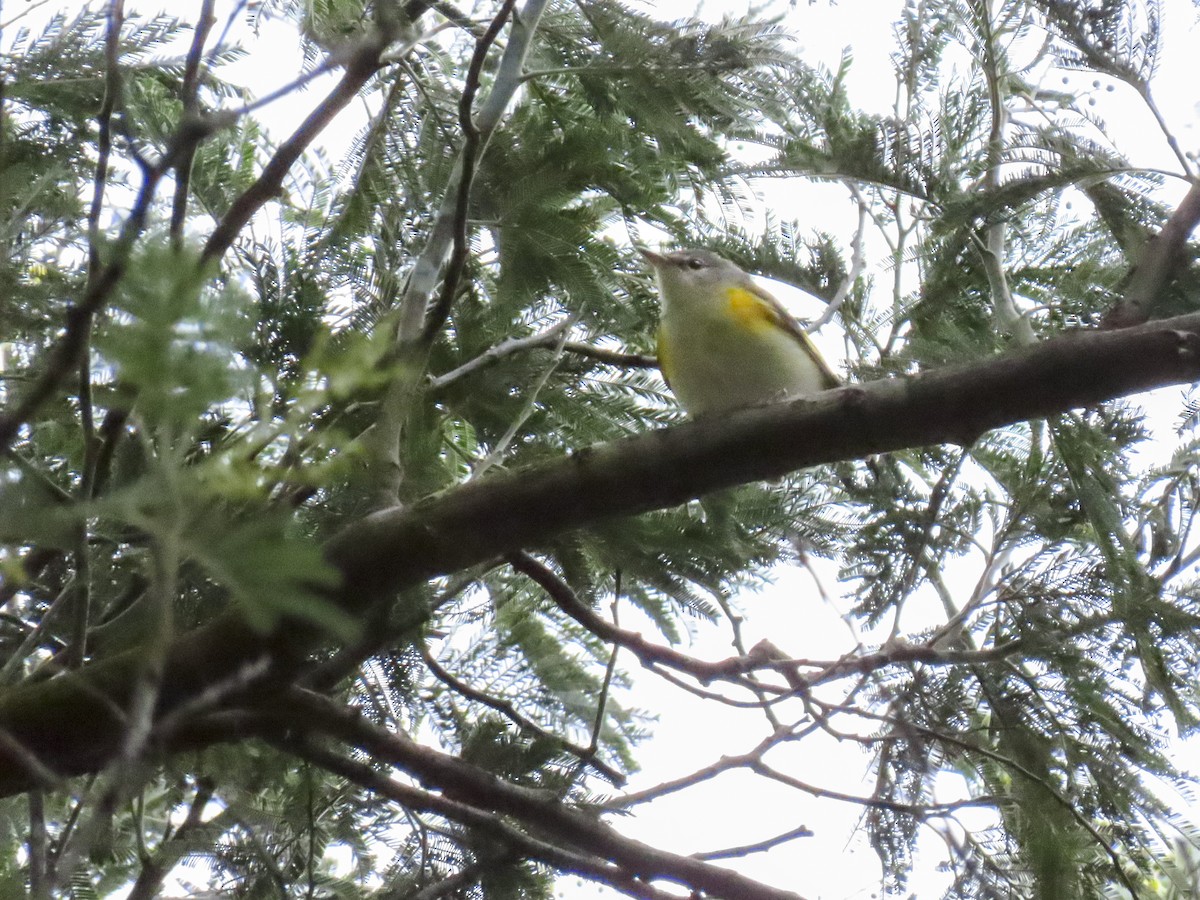 American Redstart - ML398130311