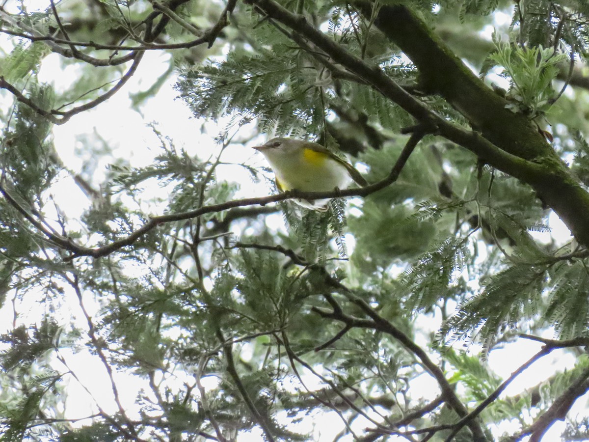 American Redstart - ML398130321