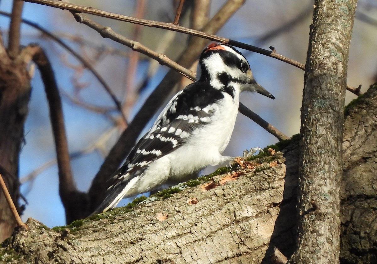 Hairy Woodpecker - ML398132331