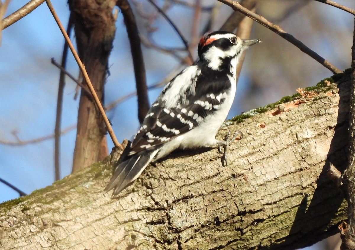 Hairy Woodpecker - ML398132351