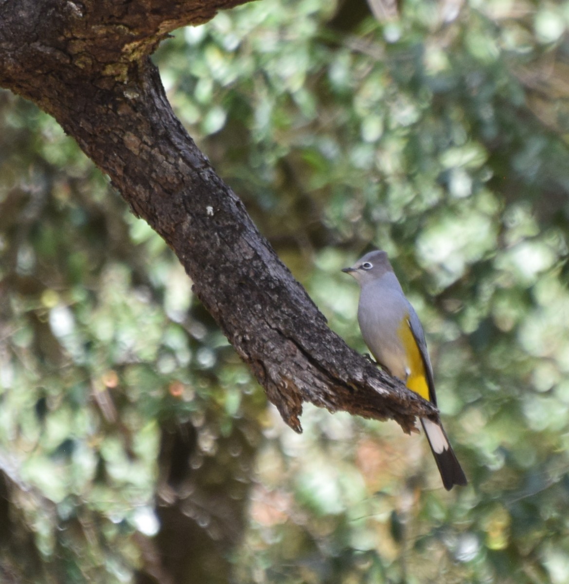 Gray Silky-flycatcher - ML398132541