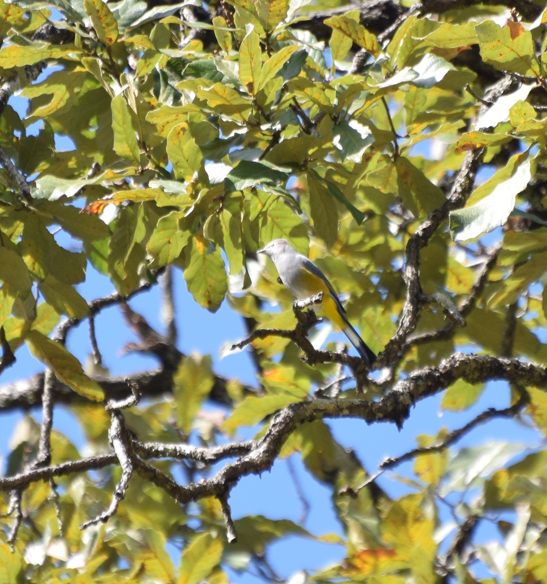 Gray Silky-flycatcher - ML398132551