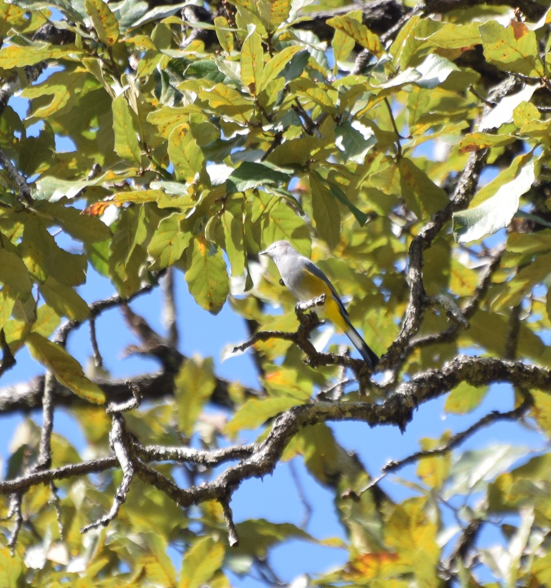 Gray Silky-flycatcher - ML398132551