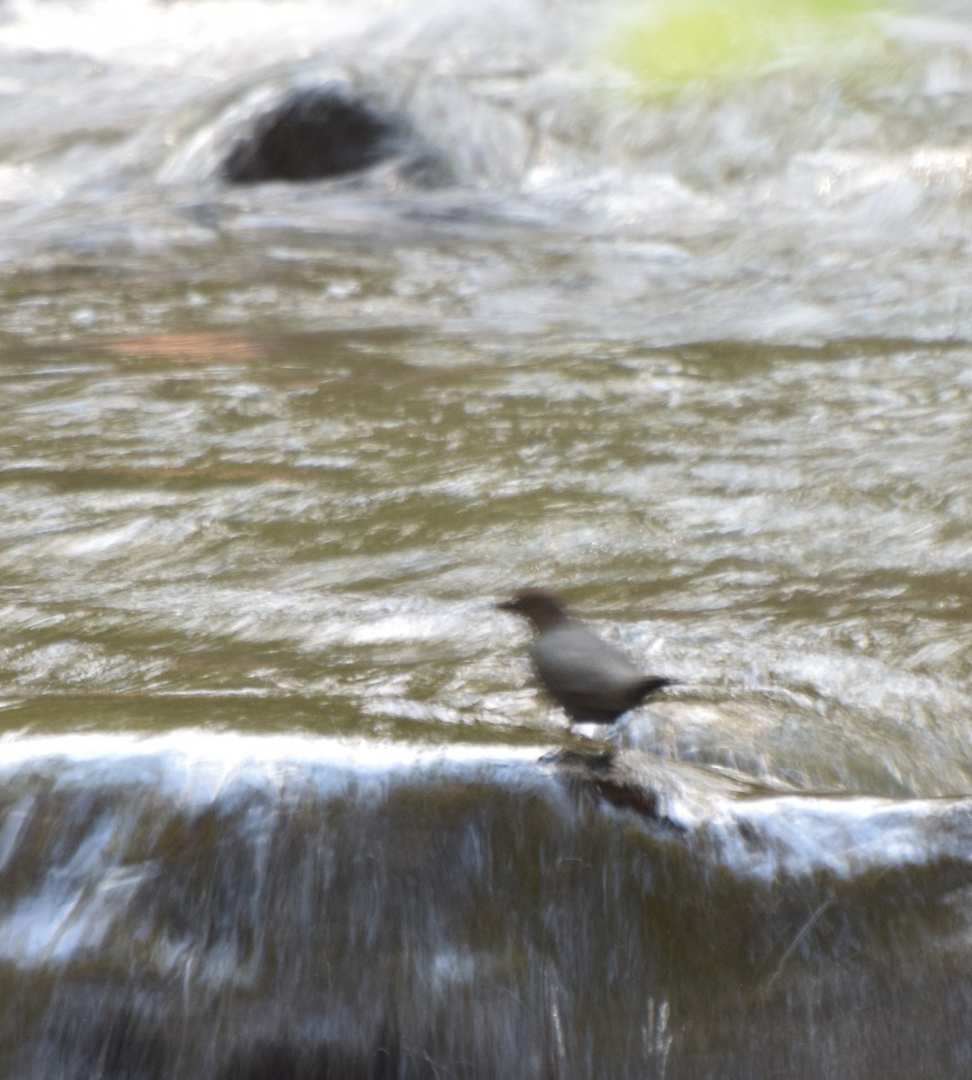 American Dipper - ML398132581