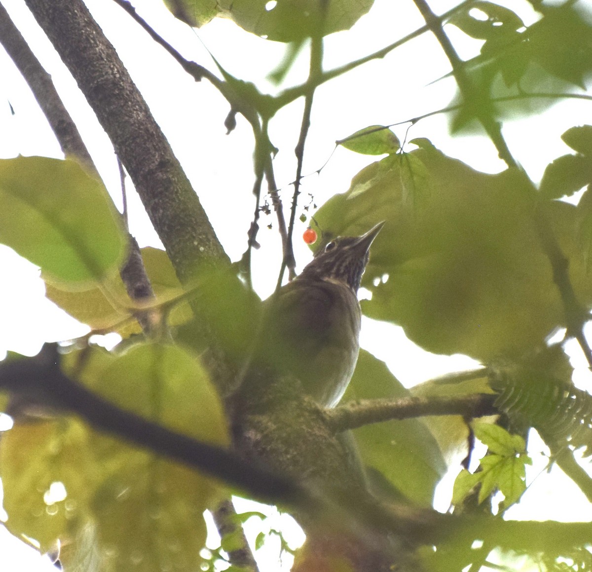 White-throated Thrush - ML398132681