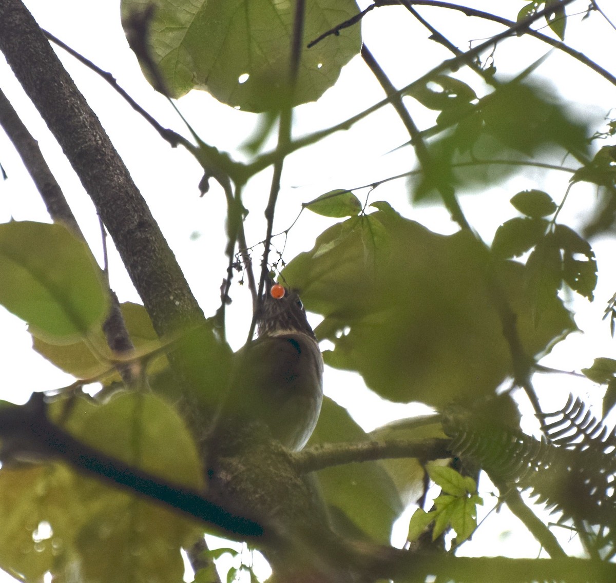 White-throated Thrush - ML398132691