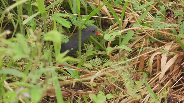 Paint-billed Crake - ML398132861