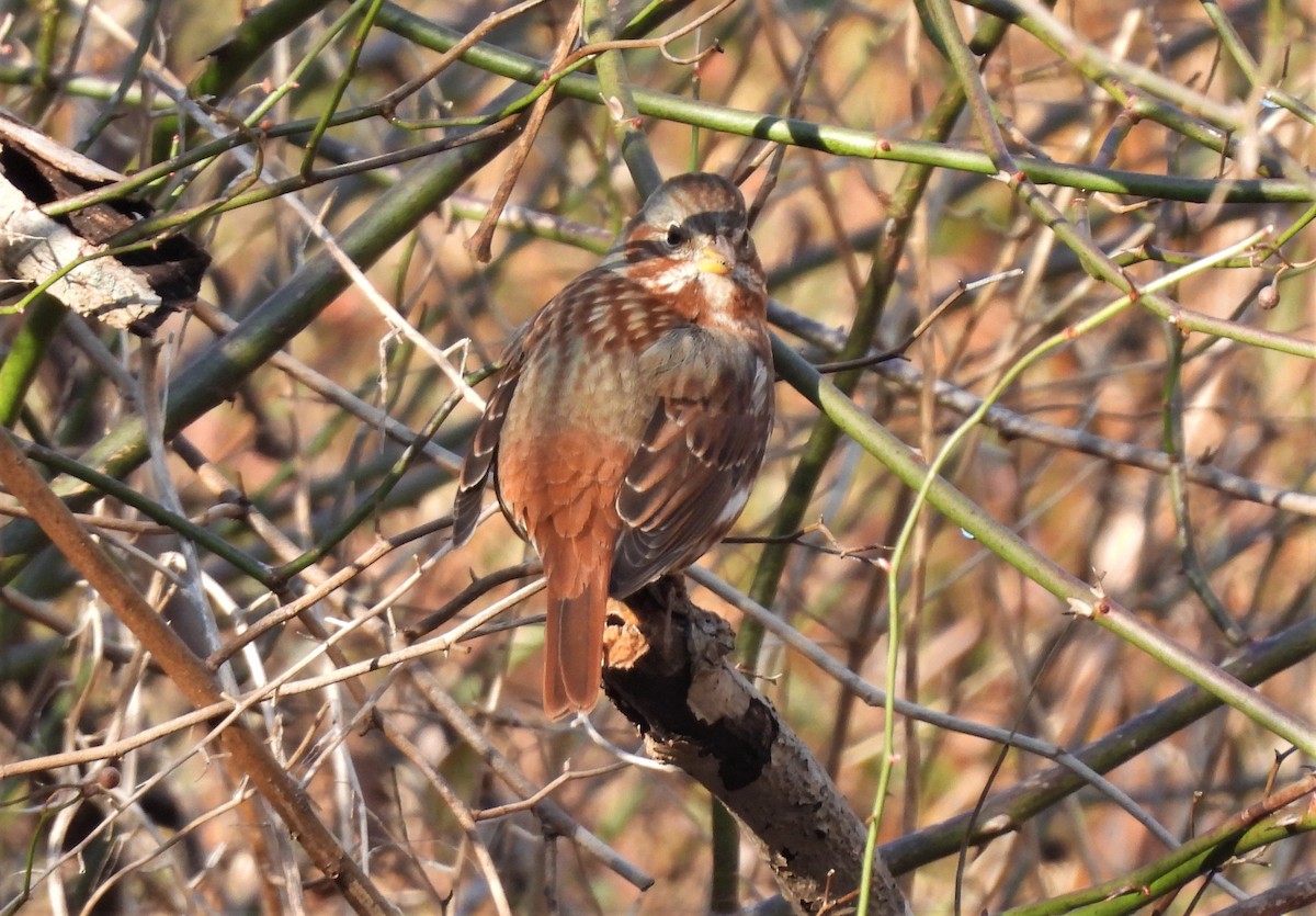 Fox Sparrow - ML398133271