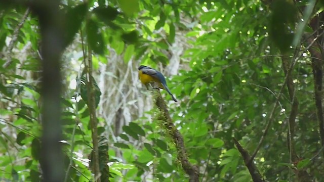 trogon atlantský (ssp. muriciensis) - ML398135221