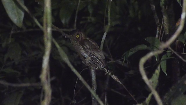 Black-capped Screech-Owl - ML398135871