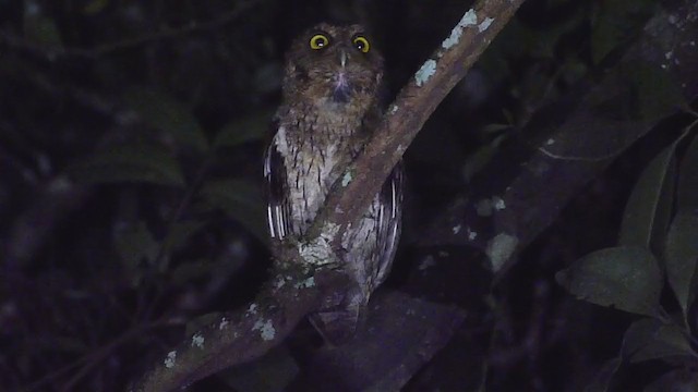 Black-capped Screech-Owl - ML398136071