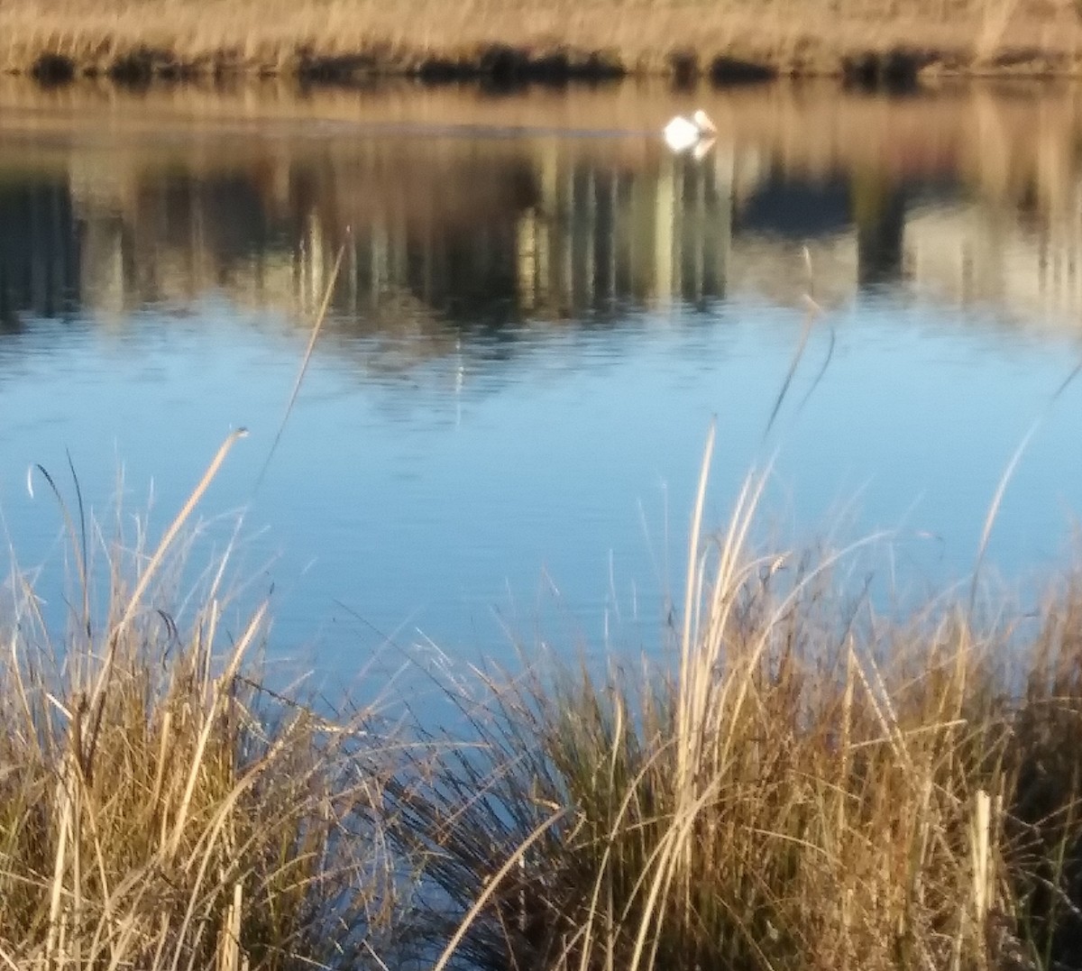 American White Pelican - ML398136231