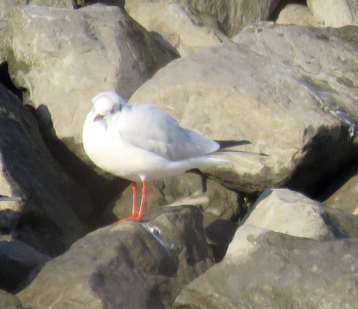 Black-headed Gull - ML398136971