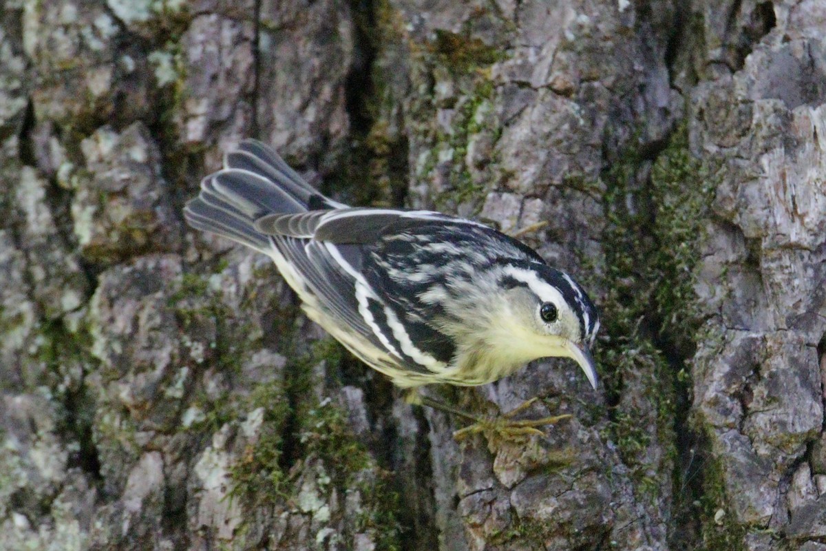 Black-and-white Warbler - ML398140111