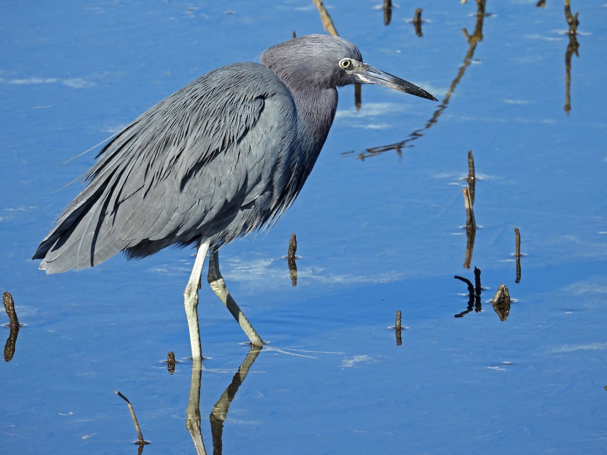 Little Blue Heron - ML398140781