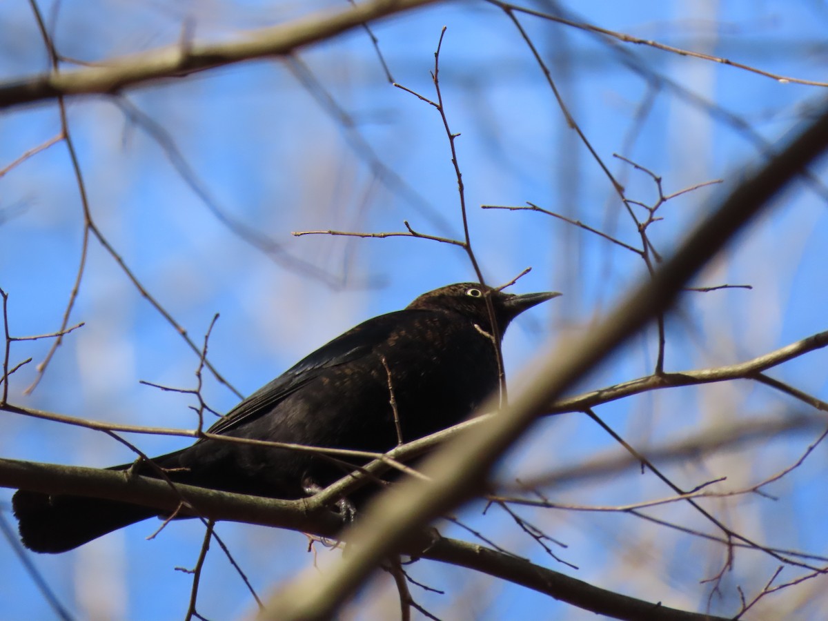 Rusty Blackbird - ML398146851