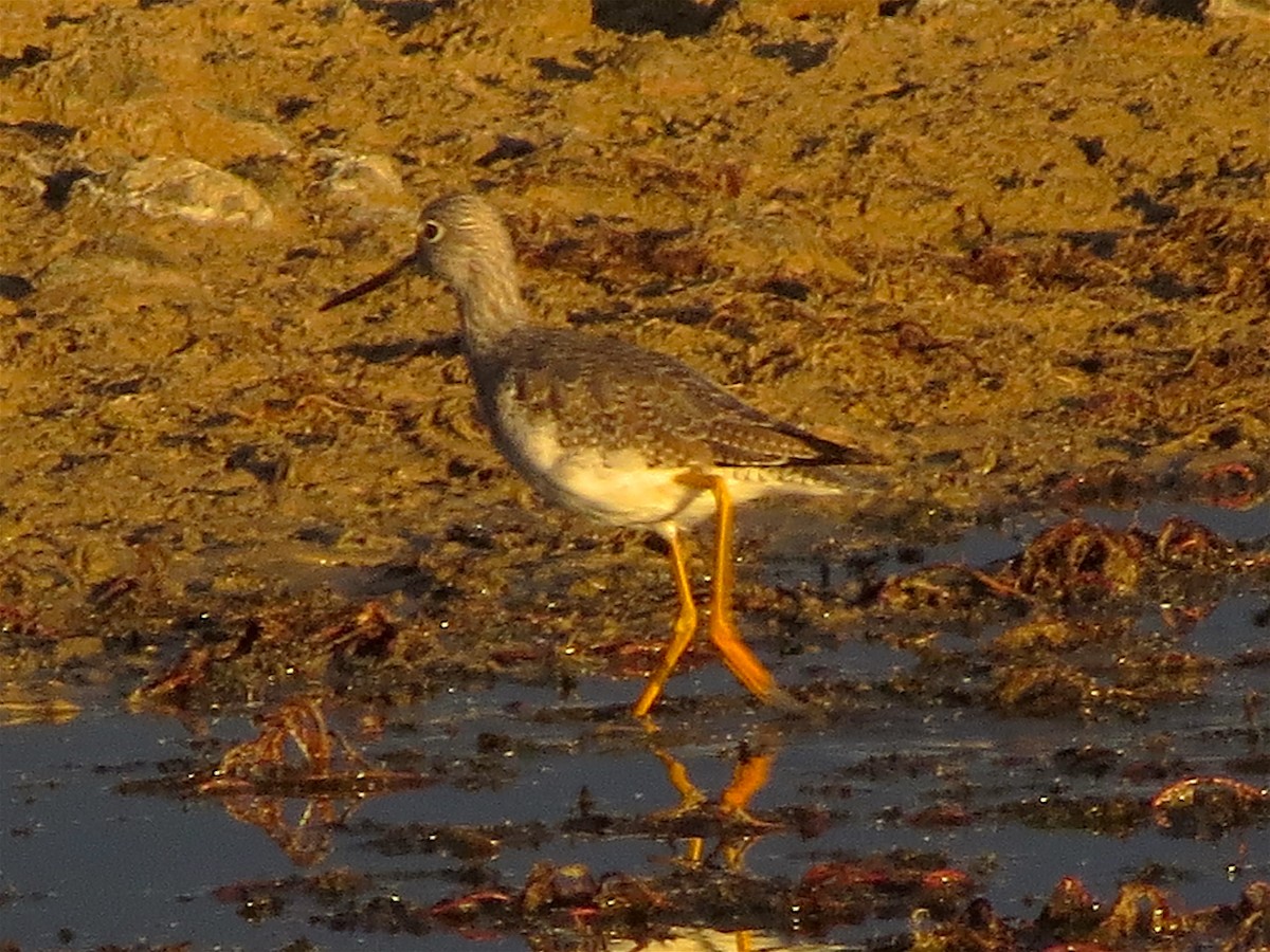 Greater Yellowlegs - Ted Floyd