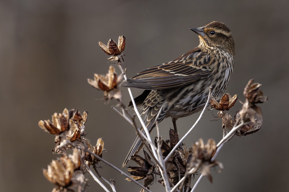 Red-winged Blackbird - ML398148641