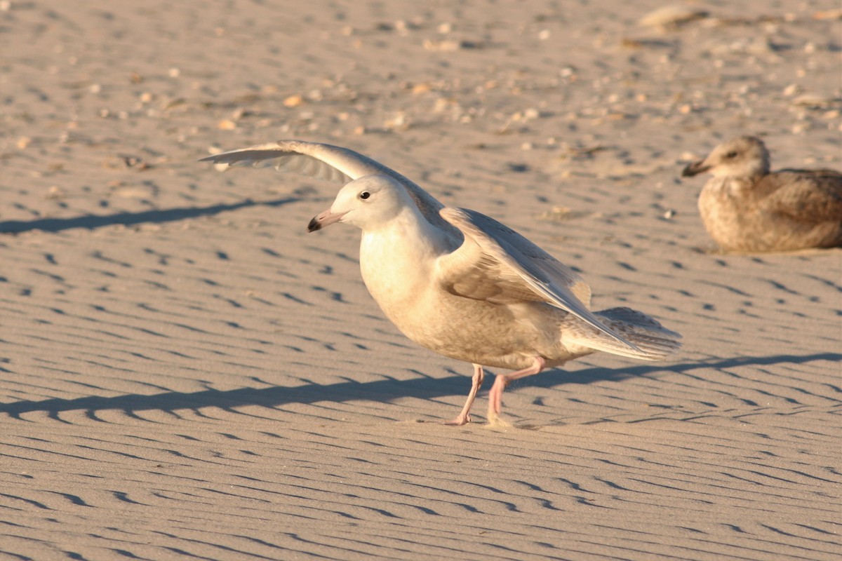 Glaucous Gull - ML39815171