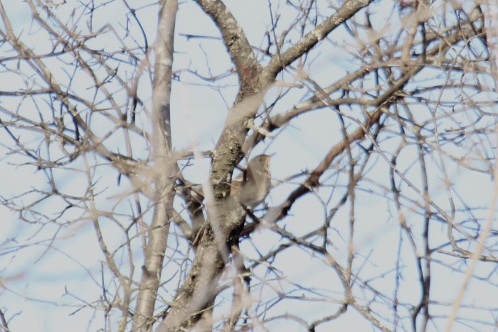 Hermit Thrush - ML398152111