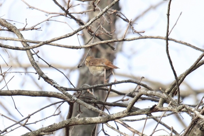 Hermit Thrush - ML398152121