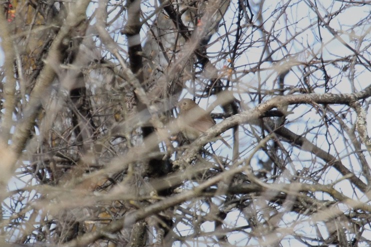 Hermit Thrush - ML398152131