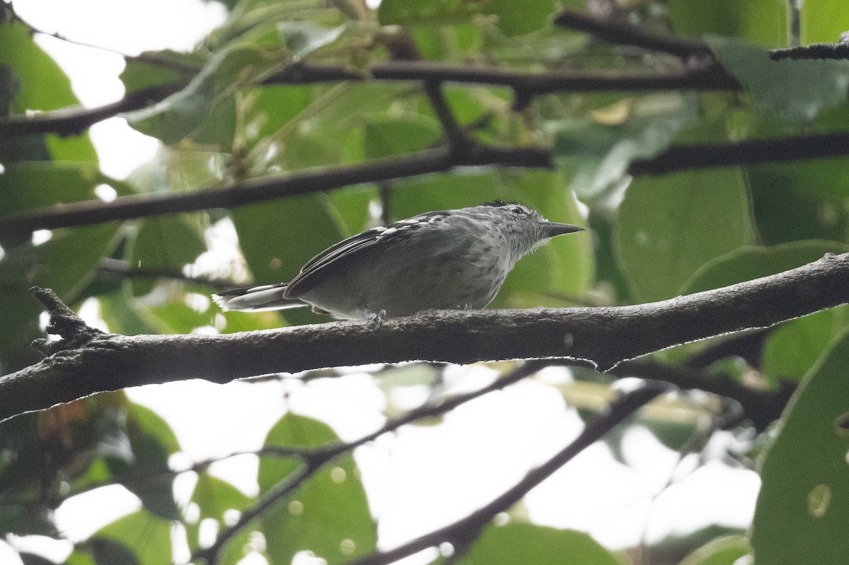 Large-billed Antwren - ML398152751