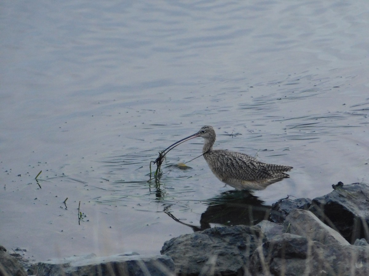 Long-billed Curlew - ML398153681