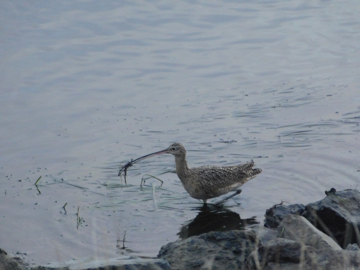 Long-billed Curlew - ML398153691