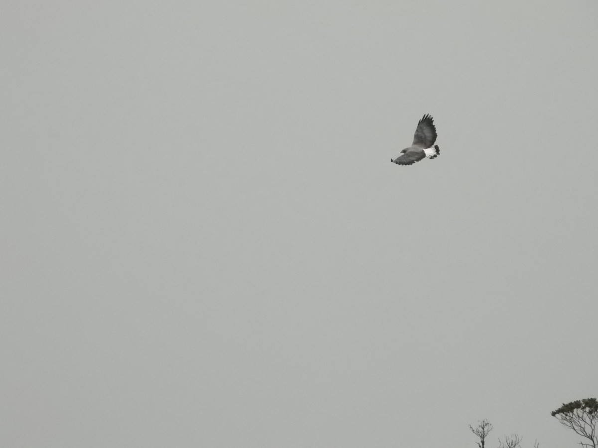 White-tailed Hawk - ML398155111