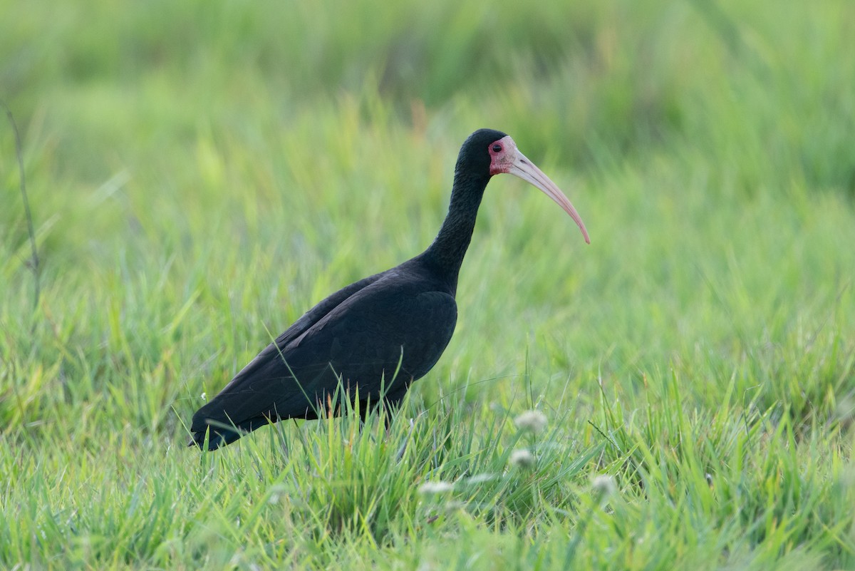 Bare-faced Ibis - ML398155191