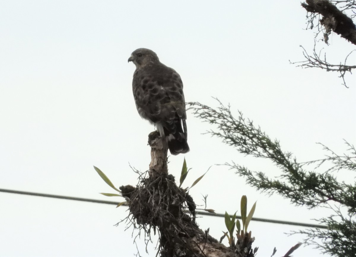 Broad-winged Hawk - ML398155221