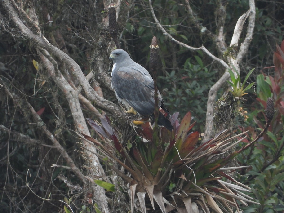 White-tailed Hawk - ML398155241