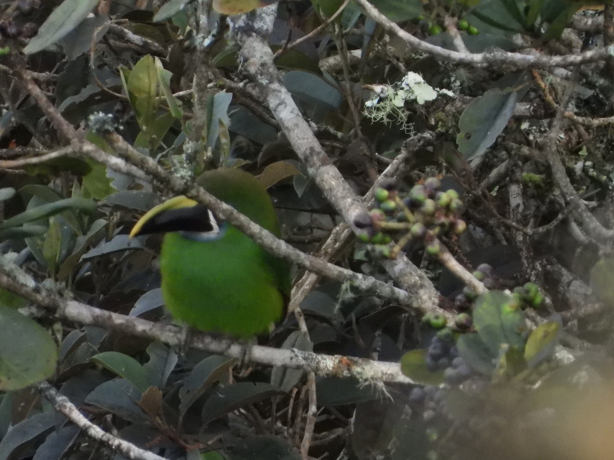 Southern Emerald-Toucanet - ML398155391