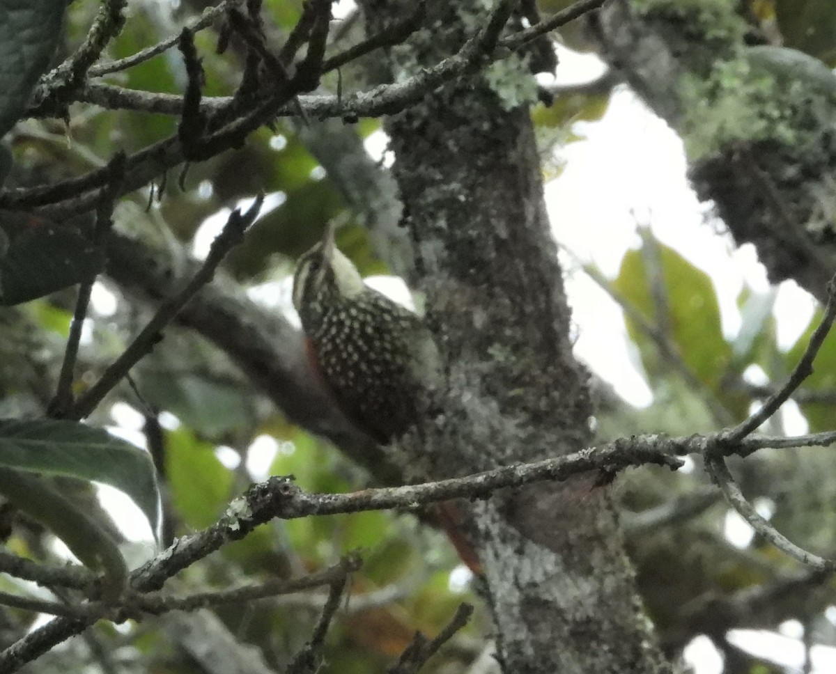 Pearled Treerunner - Ricardo  Sanchez