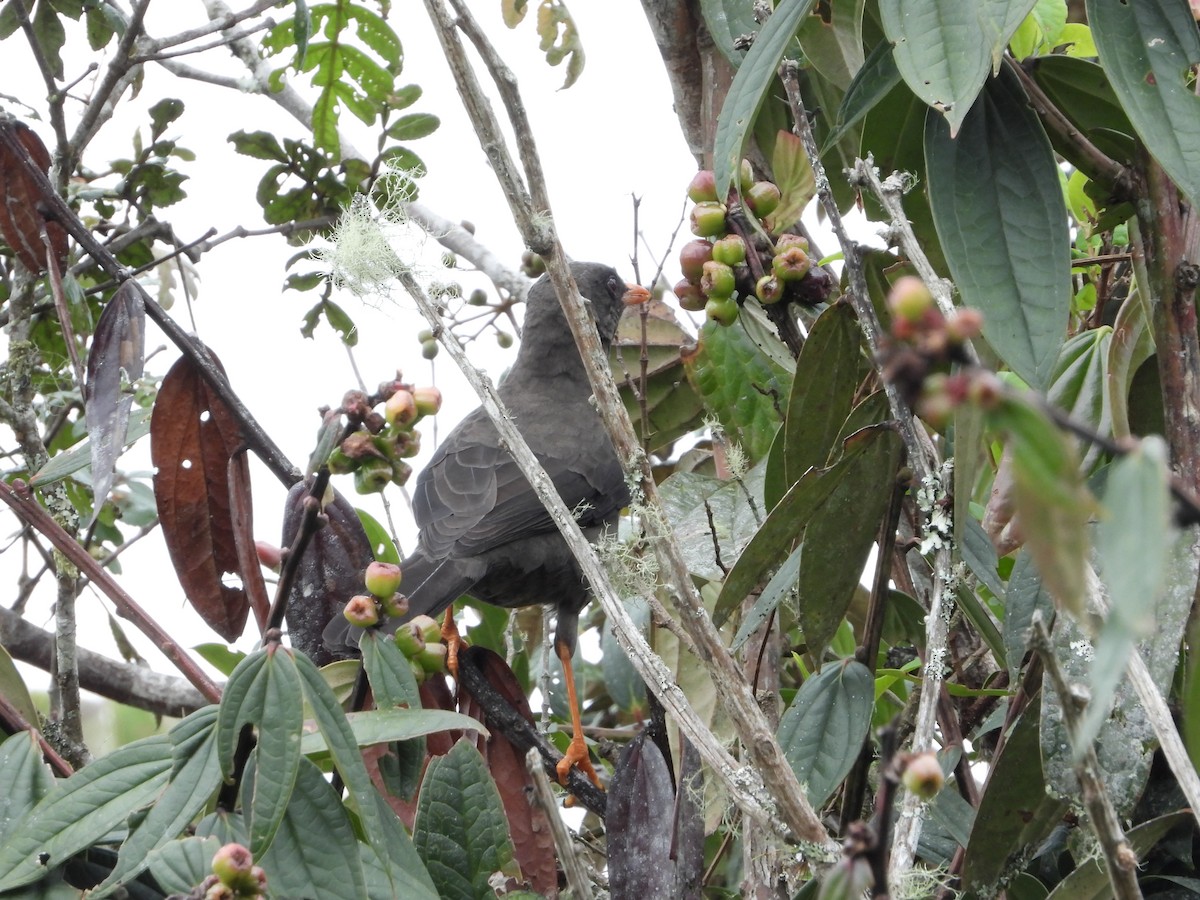 Great Thrush - ML398155831