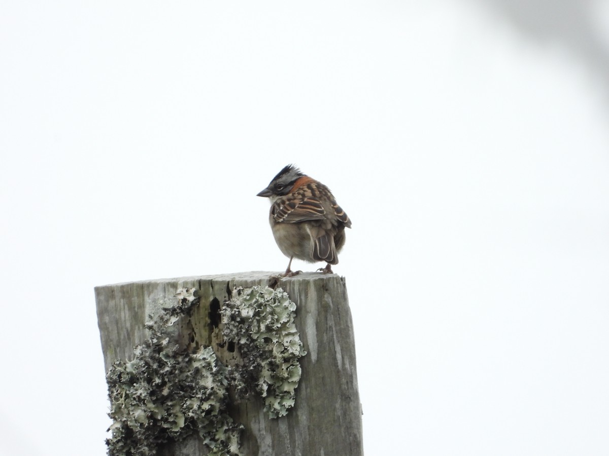 Rufous-collared Sparrow - ML398155841