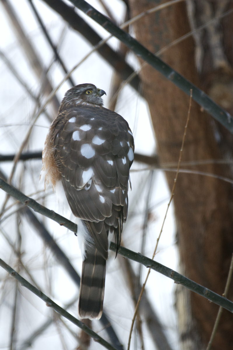 Sharp-shinned Hawk - ML398156271
