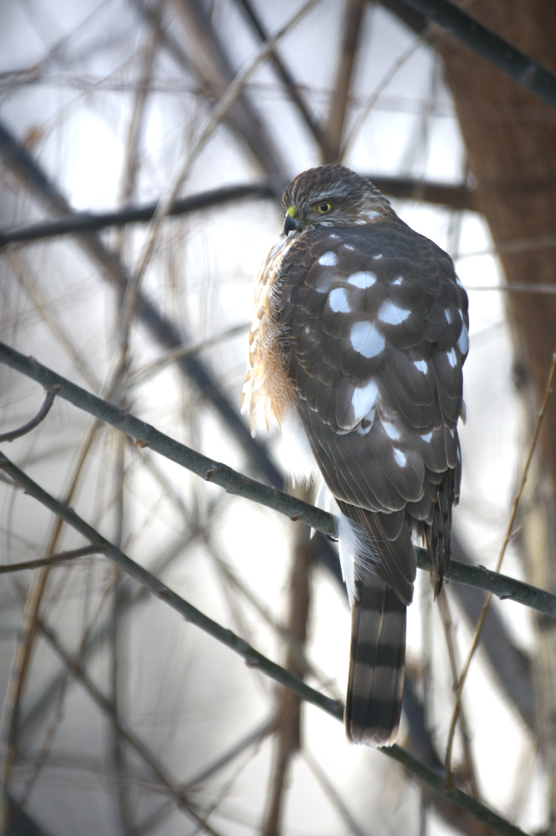 Sharp-shinned Hawk - ML398156371