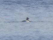 Lesser Scaup - ML398156511