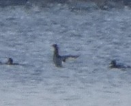 Lesser Scaup - ML398156521
