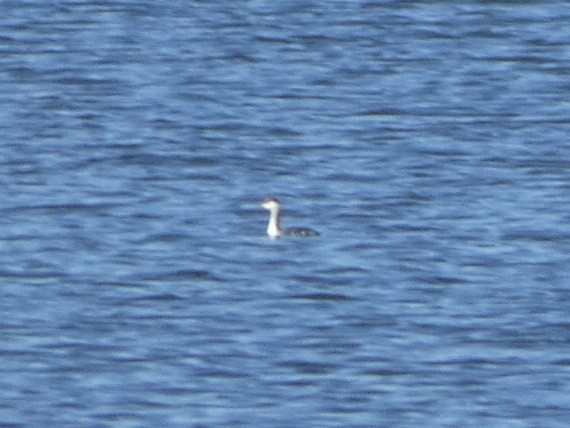 Horned Grebe - ML398156691