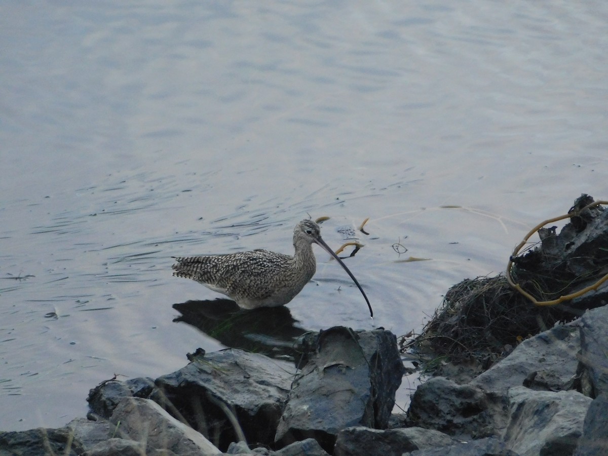 Long-billed Curlew - ML398158171