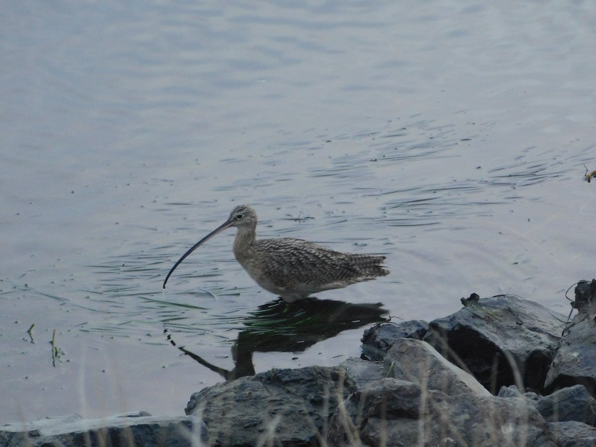 Long-billed Curlew - ML398158181