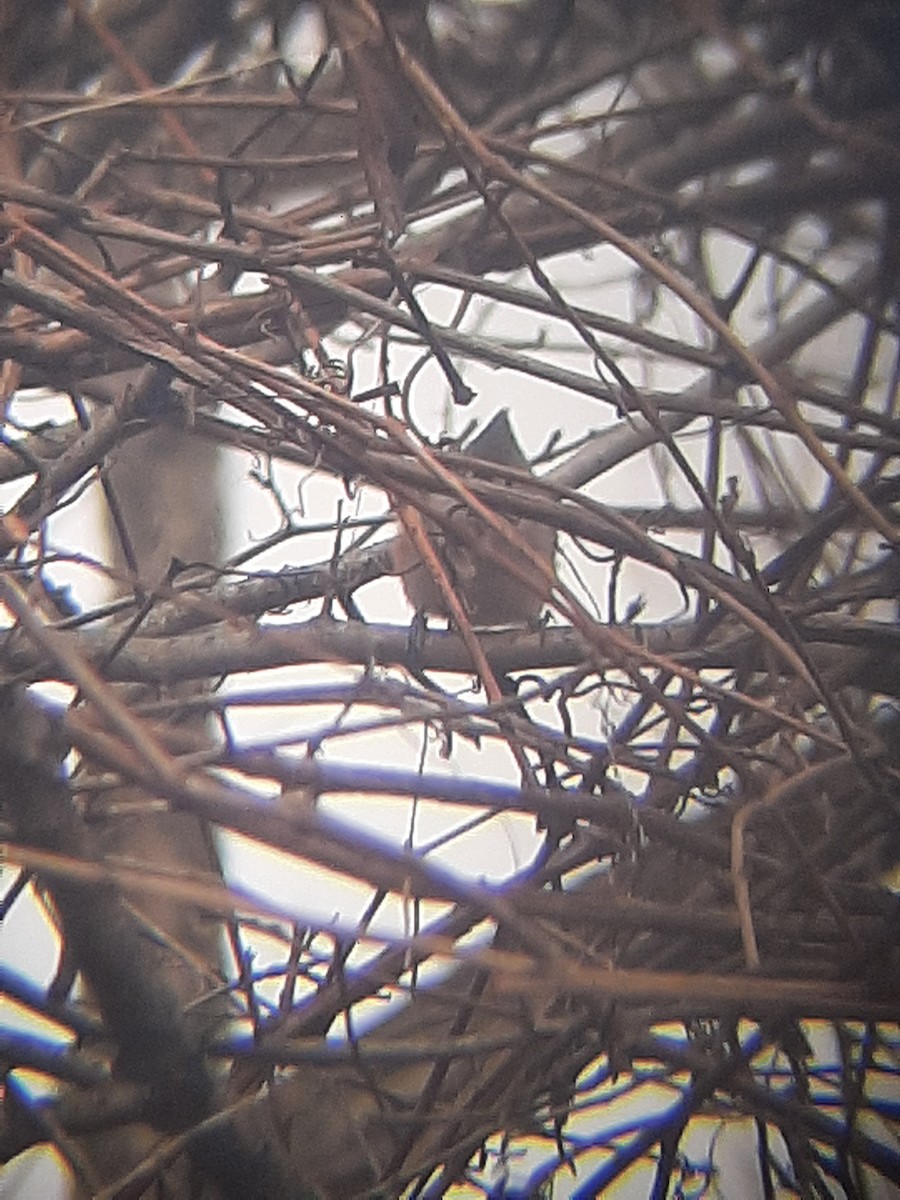 gråduskmeis - ML398158291